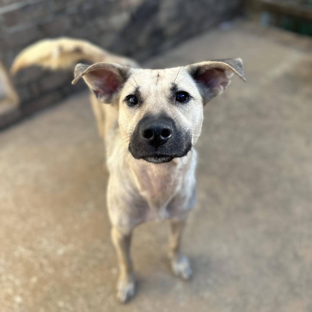 Enlarge Charlotte, a Adoptable mixed breed in Daphne, AL image 5/5