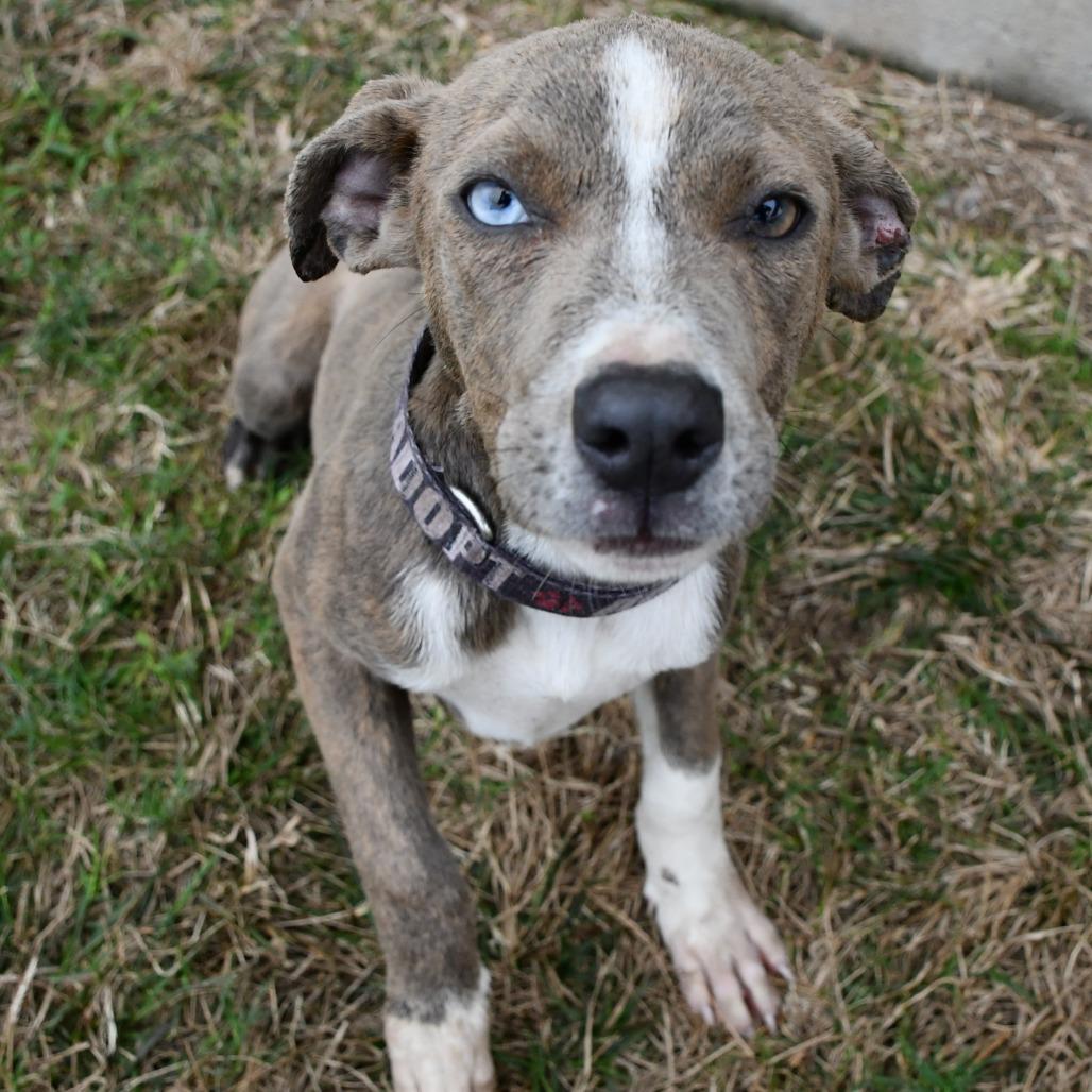 Kelly, Adoptable, Young Female Mountain Cur.
