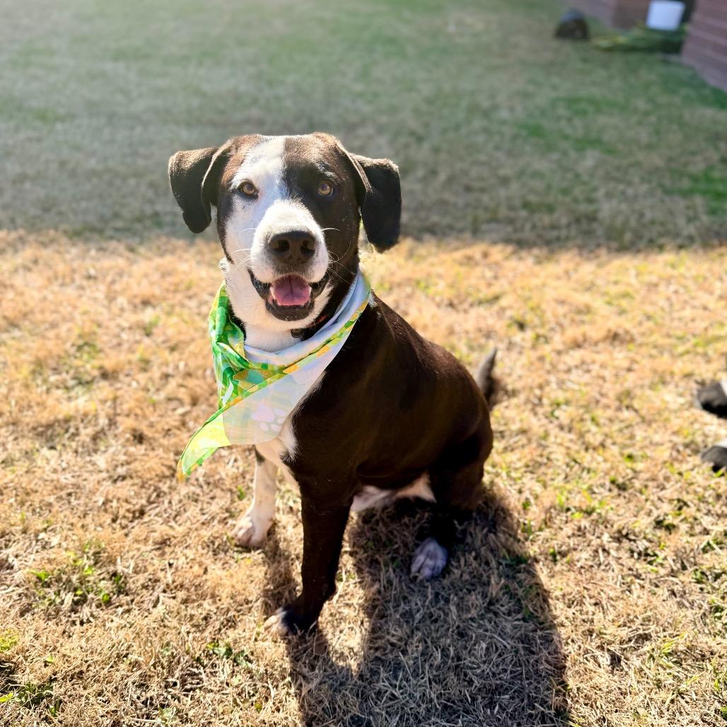 Chisel, a Adoptable mixed breed in Bellingham, WA image 4/6