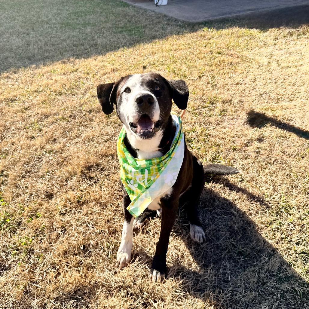 Chisel, a Adoptable mixed breed in Bellingham, WA image 3/6