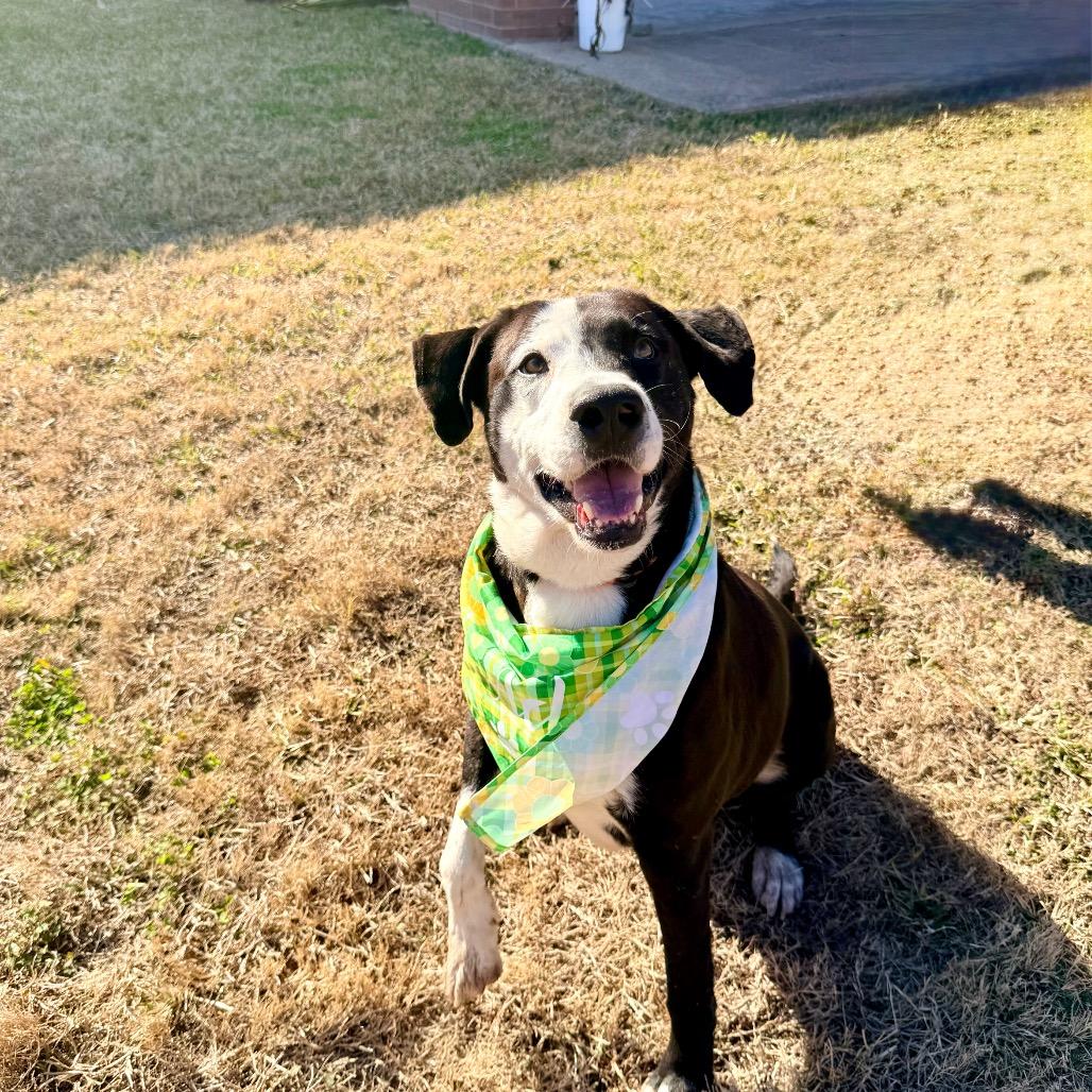 Chisel, a Adoptable mixed breed in Bellingham, WA image 6/6