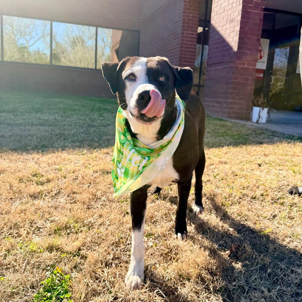 Chisel, a Adoptable mixed breed in Bellingham, WA image 1/6