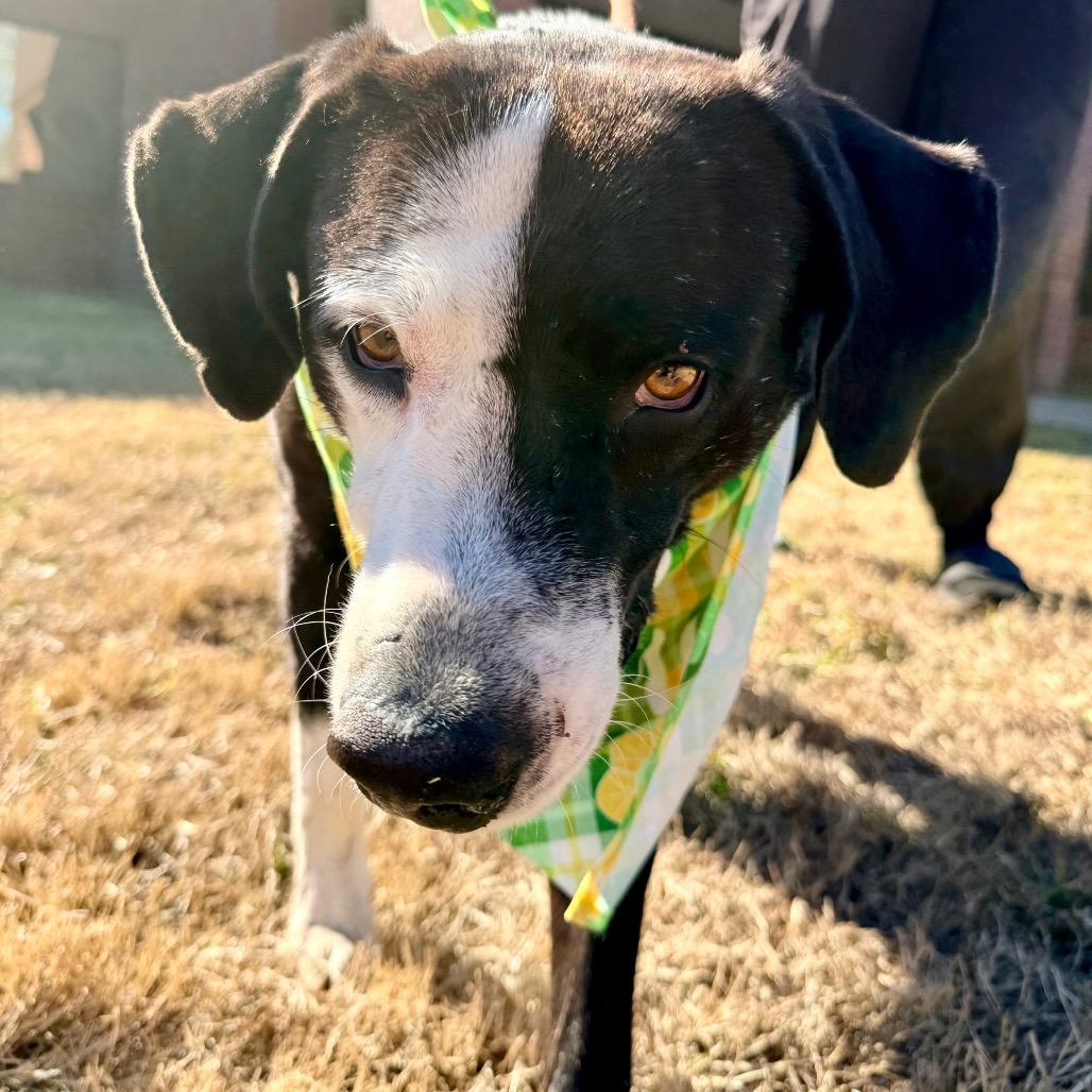 Chisel, a Adoptable mixed breed in Bellingham, WA image 2/6
