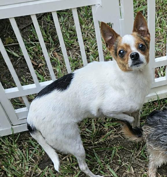Enlarge Penny in LA, a Adoptable Chihuahua in Cranston, RI image 1/1