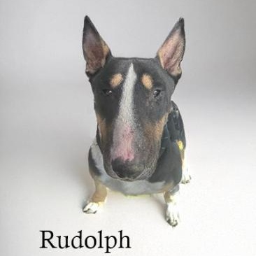 Rudolph "Rudy", adopted, Adult Male Bull Terrier.
