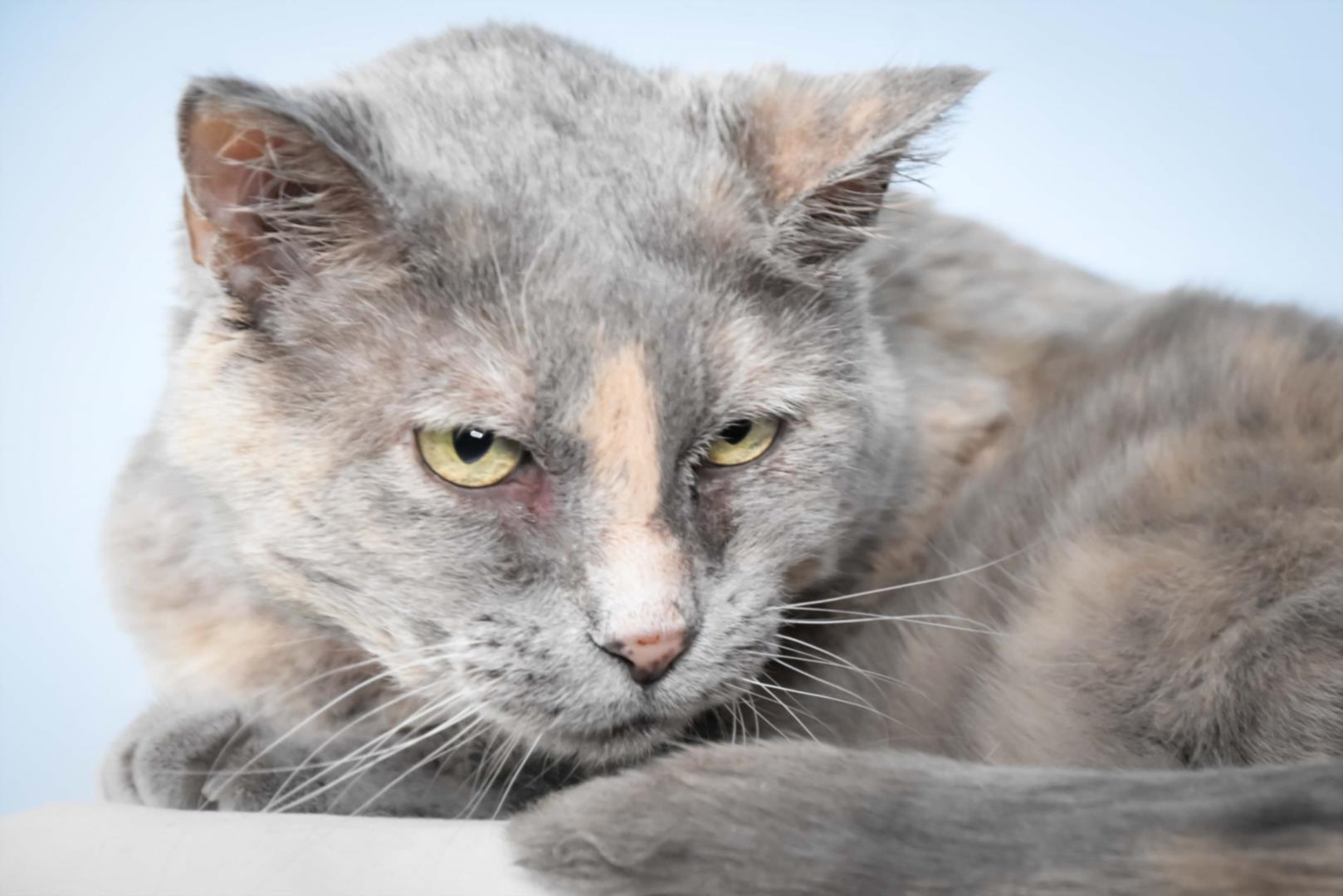 Enlarge KITTY, a Adoptable Domestic Short Hair in Loveland, CO image 1/1