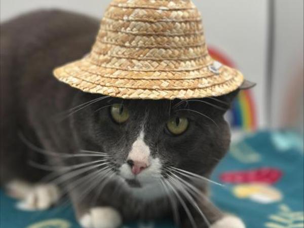 Chinook — thumbnail 2