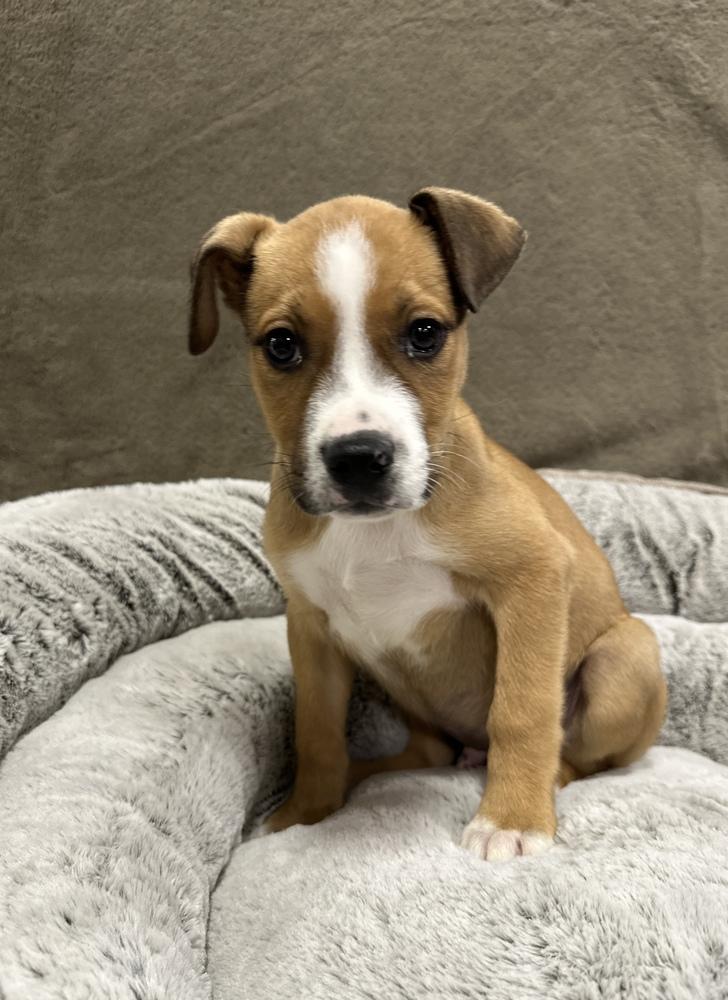 Enlarge Cruller, a Adoptable mixed breed in Sedalia, CO image 1/4