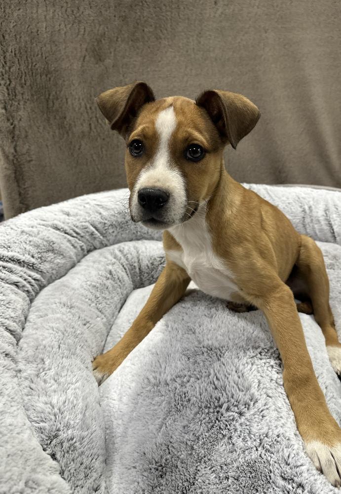 Enlarge Cruller, a Adoptable mixed breed in Sedalia, CO image 2/5