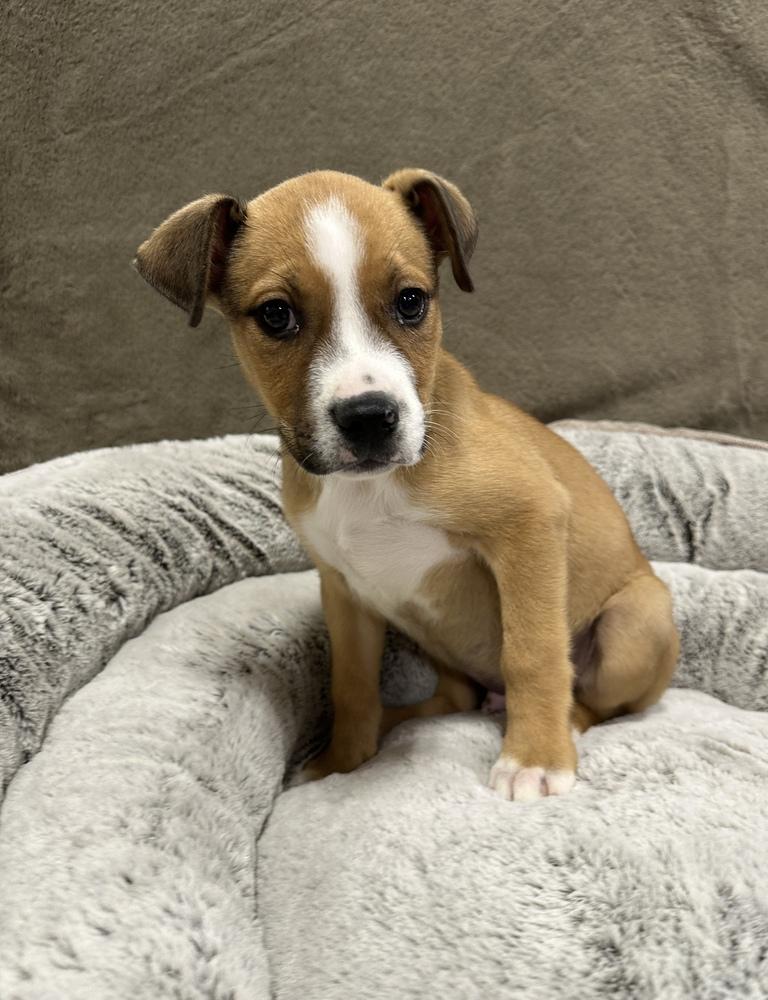Enlarge Cruller, a Adoptable mixed breed in Sedalia, CO image 2/4