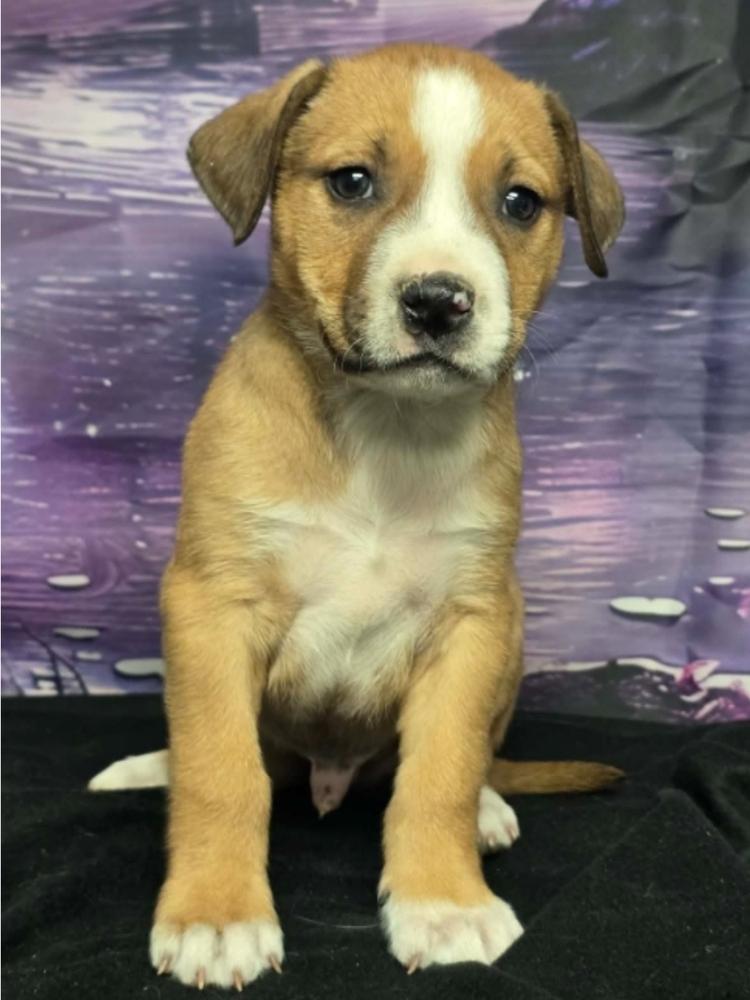Enlarge Cruller, a Adoptable mixed breed in Sedalia, CO image 3/4