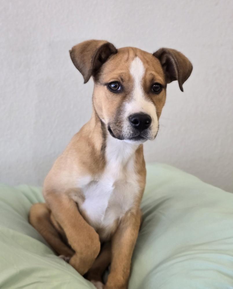 Enlarge Cruller, a Adoptable mixed breed in Sedalia, CO image 4/6
