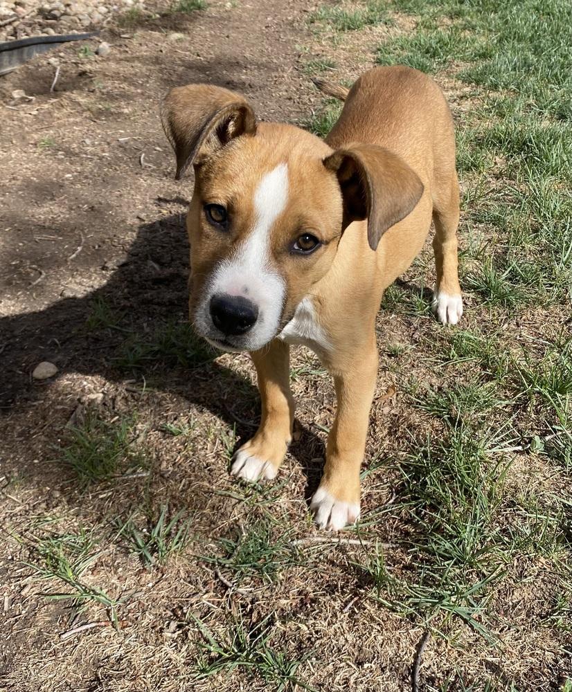 Enlarge Cruller, a Adoptable mixed breed in Sedalia, CO image 5/6