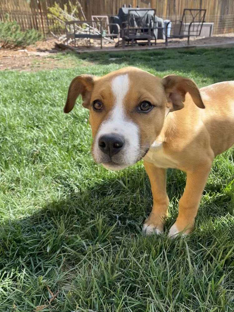 Enlarge Cruller, a Adoptable mixed breed in Sedalia, CO image 6/6