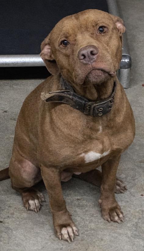 Enlarge Nikki, a Adoptable Pit Bull Terrier in Swainsboro, GA image 1/1