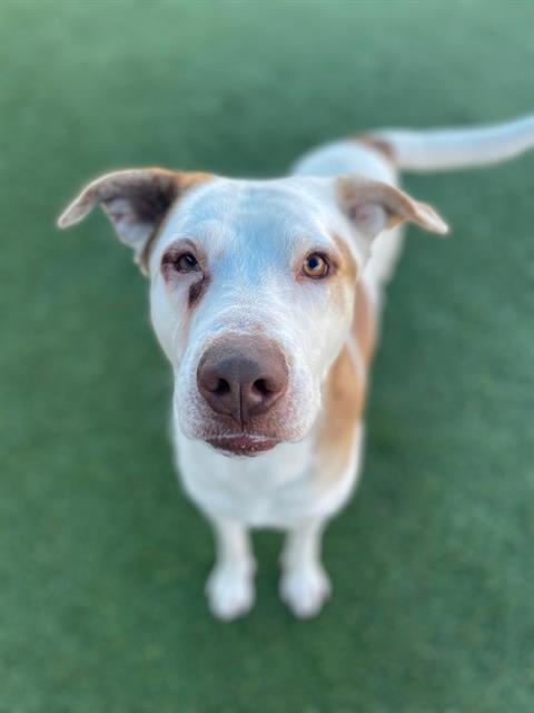 Enlarge PRINCE, a Adoptable Mixed Breed in Dallas, TX image 1/1