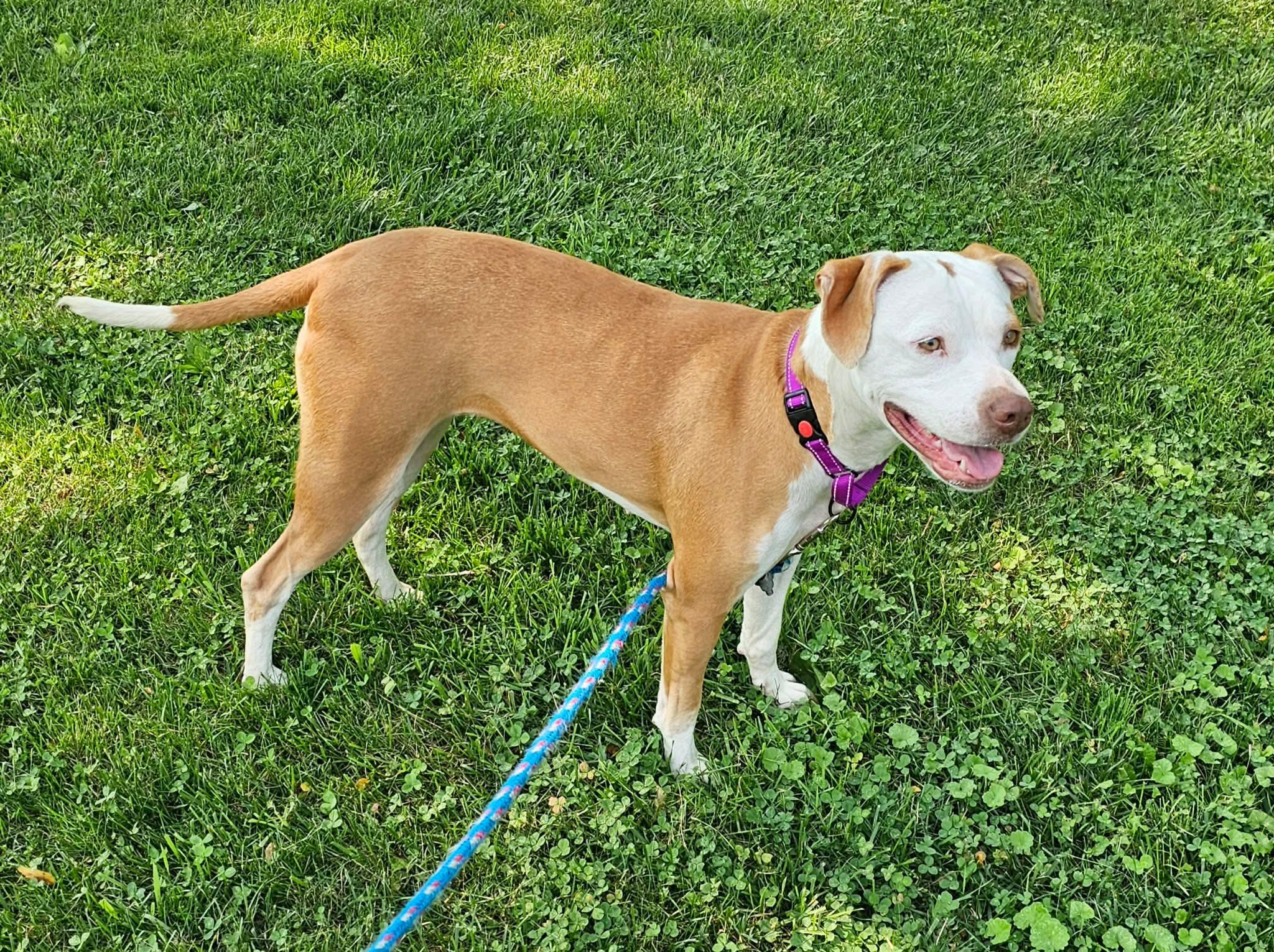 Jade, an adopted Mixed Breed in Highland, NY image 3/3