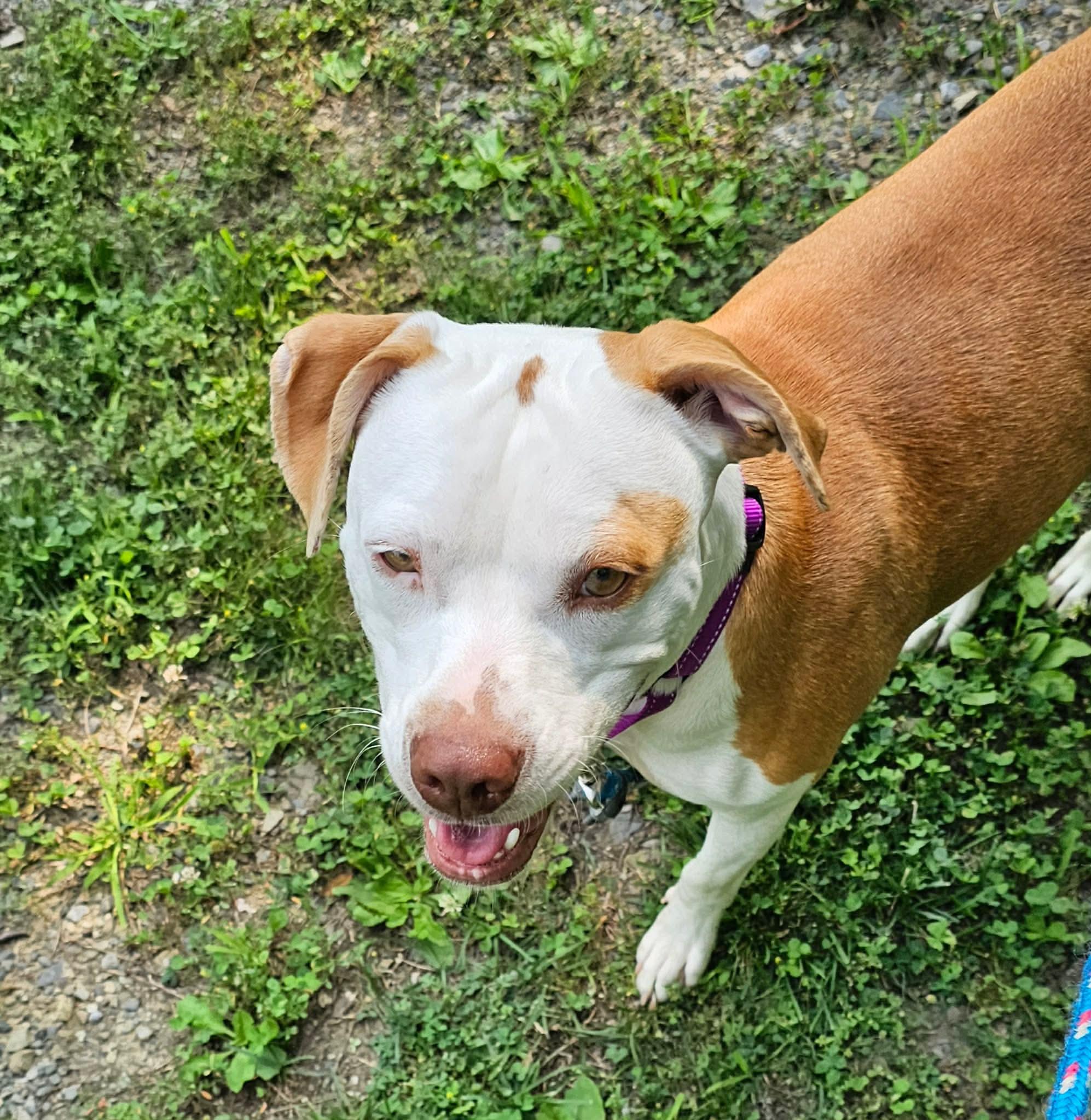 Jade, adopted, Young Female Mixed Breed.
