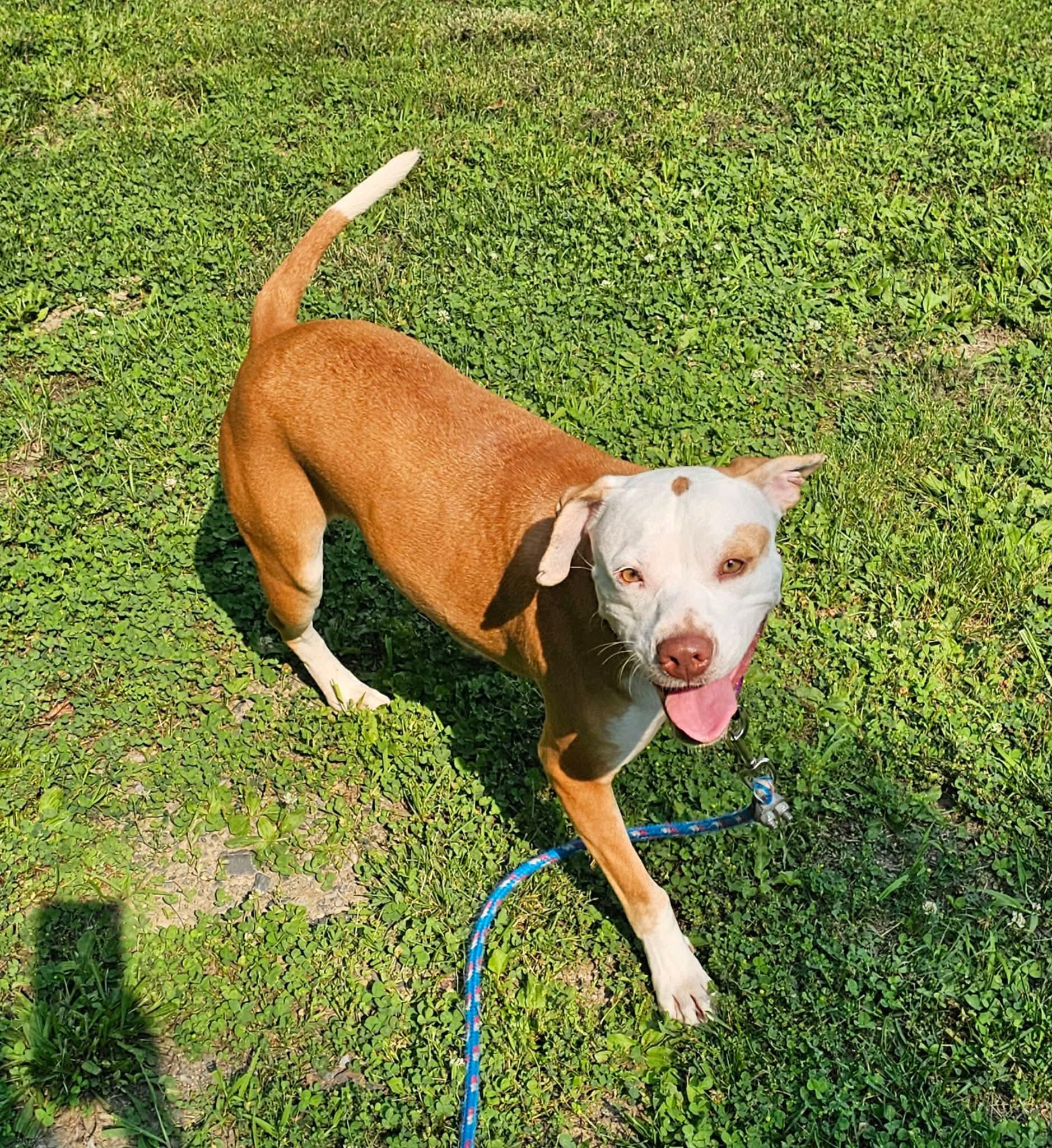 Jade, an adopted Mixed Breed in Highland, NY image 2/3
