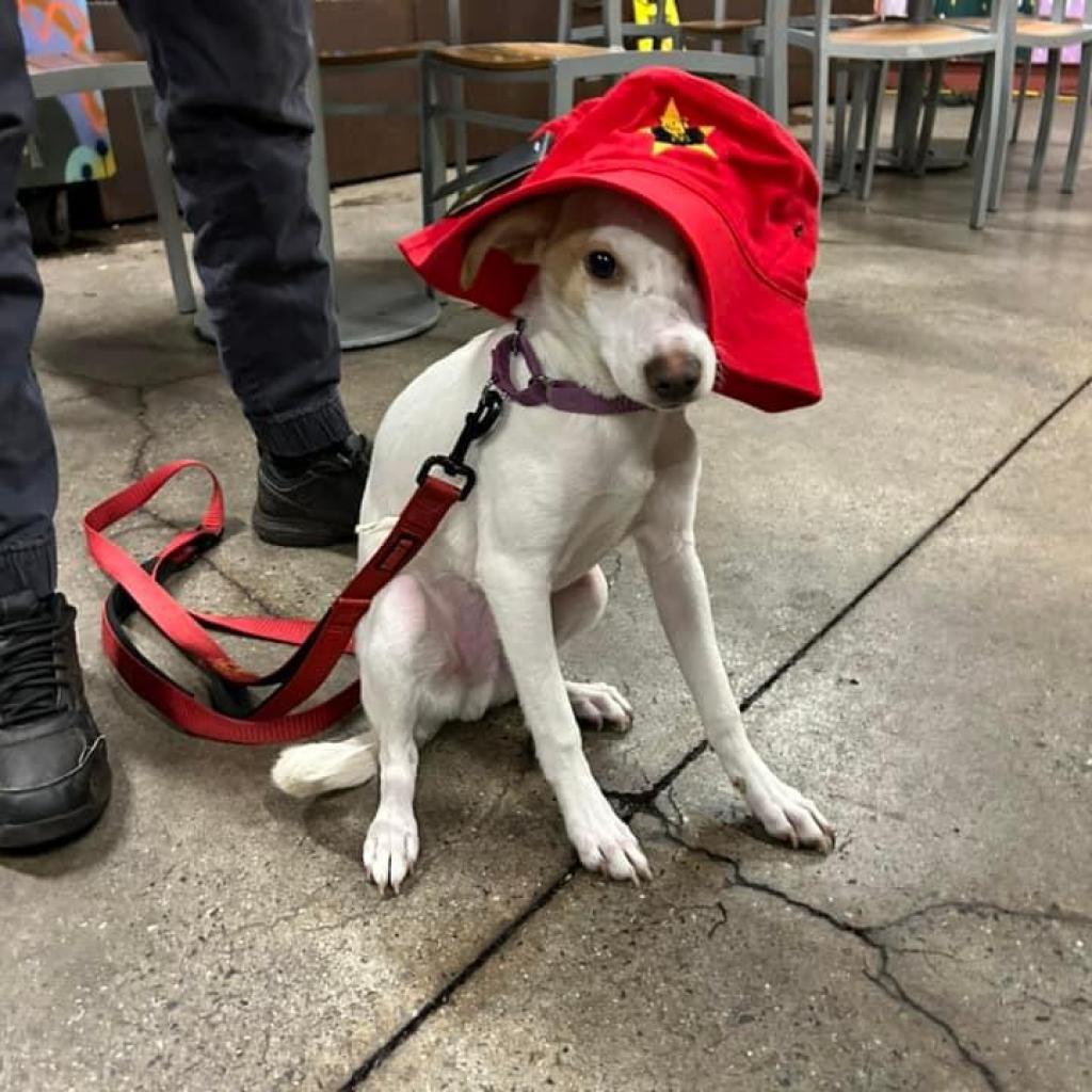 Enlarge Spicey, a Adoptable mixed breed in Savannah, GA image 3/5