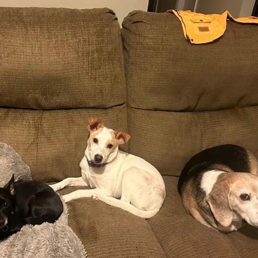 Enlarge Spicey, a Adoptable mixed breed in Savannah, GA image 4/5