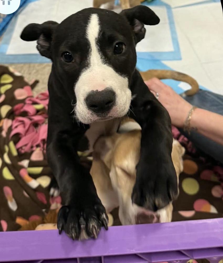 Violet  (Paulsboro 3), Adoptable, Puppy Female Pit Bull Terrier & Mixed Breed.