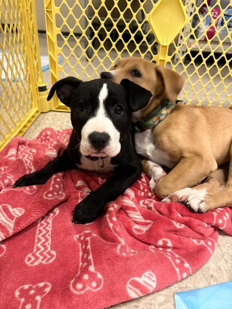 Violet  (Paulsboro 3), Adoptable, Puppy Female Pit Bull Terrier & Mixed Breed.