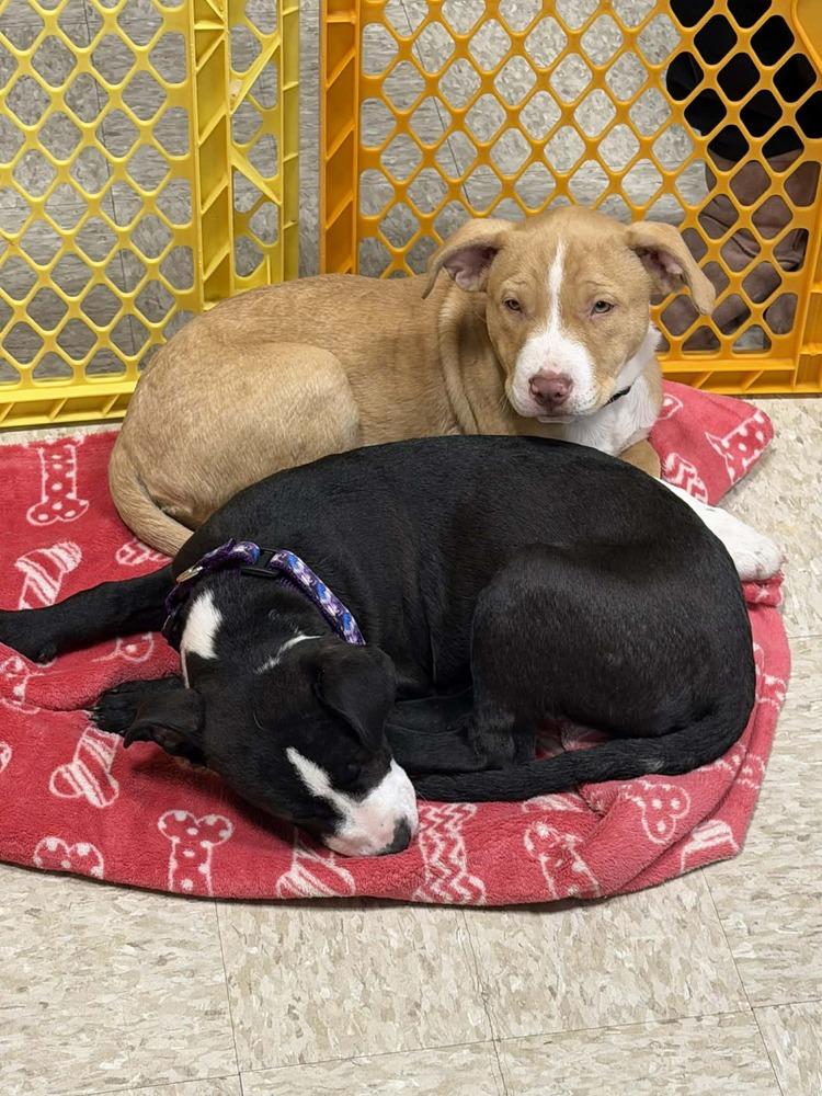 Violet (Paulsboro 3), a Adoptable mixed breed in Wenonah, NJ image 2/6