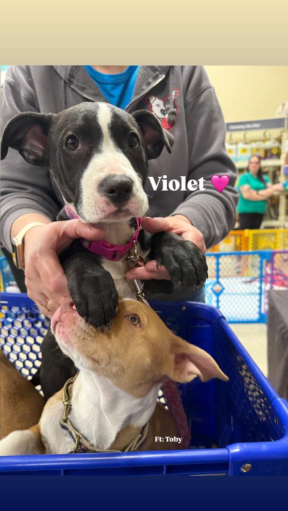 Violet (Paulsboro 3), a Adoptable mixed breed in Wenonah, NJ image 3/6