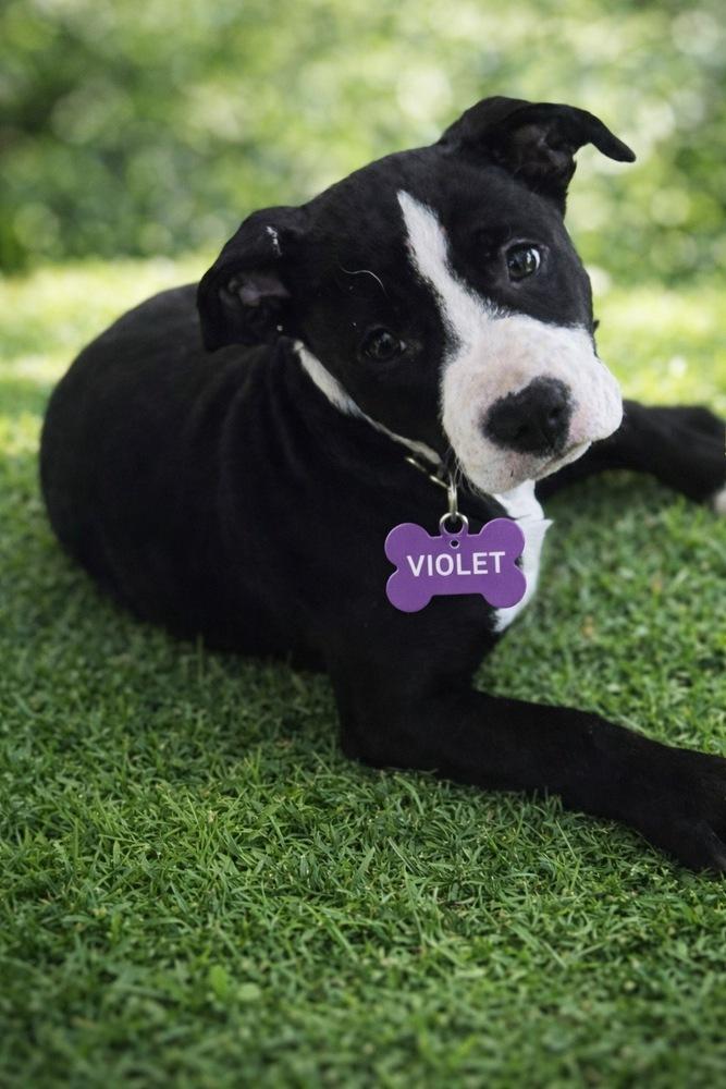 Violet (Paulsboro 3), a Adoptable mixed breed in Wenonah, NJ image 4/6