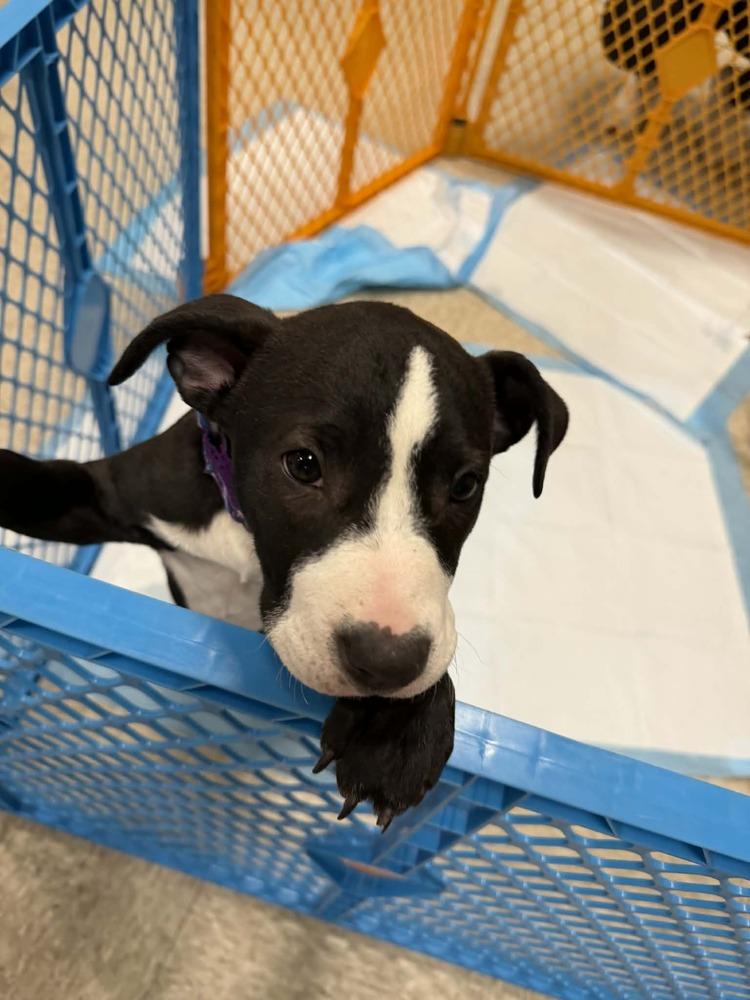 Violet (Paulsboro 3), a Adoptable mixed breed in Wenonah, NJ image 6/6