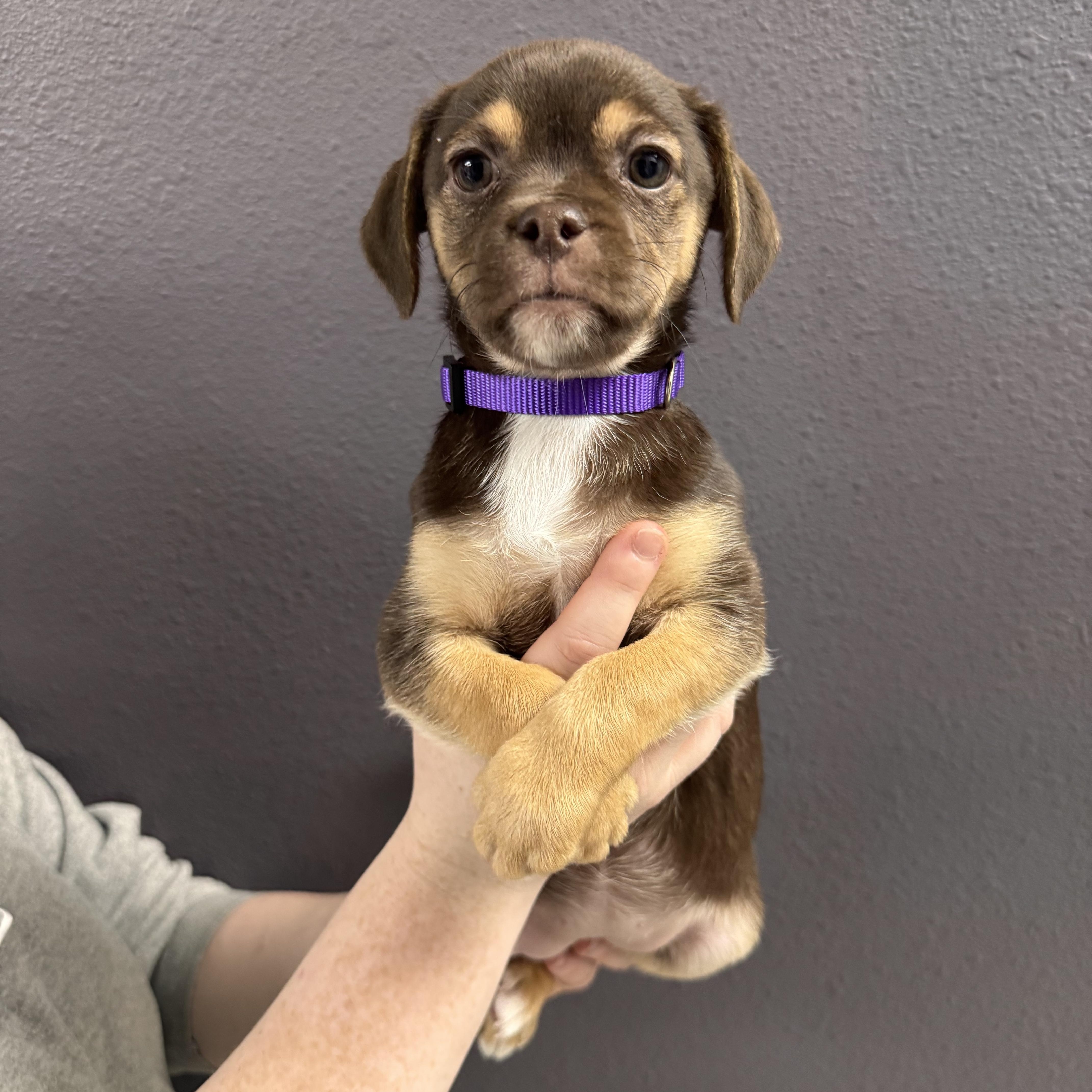 Panettone , Adoptable, Puppy Female Chihuahua.