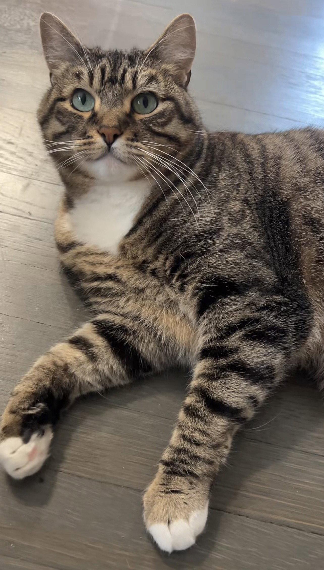 Millie, a Adoptable Domestic Short Hair in Oakland, CA image 1/3