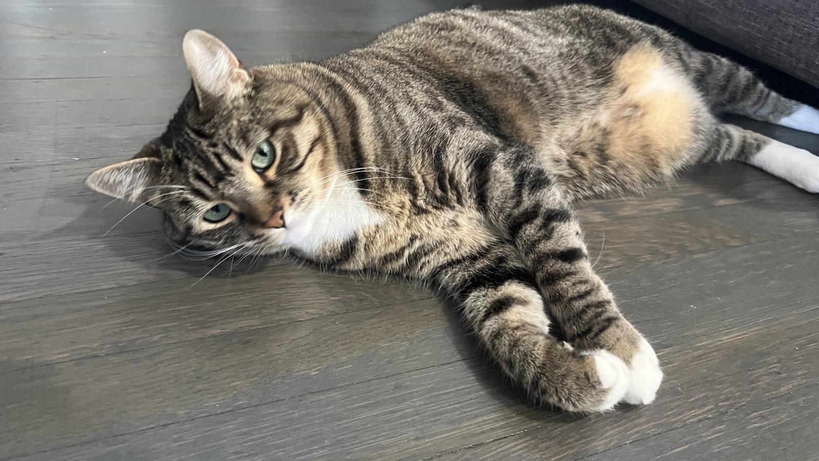 Millie, a Adoptable Domestic Short Hair in Oakland, CA image 2/3