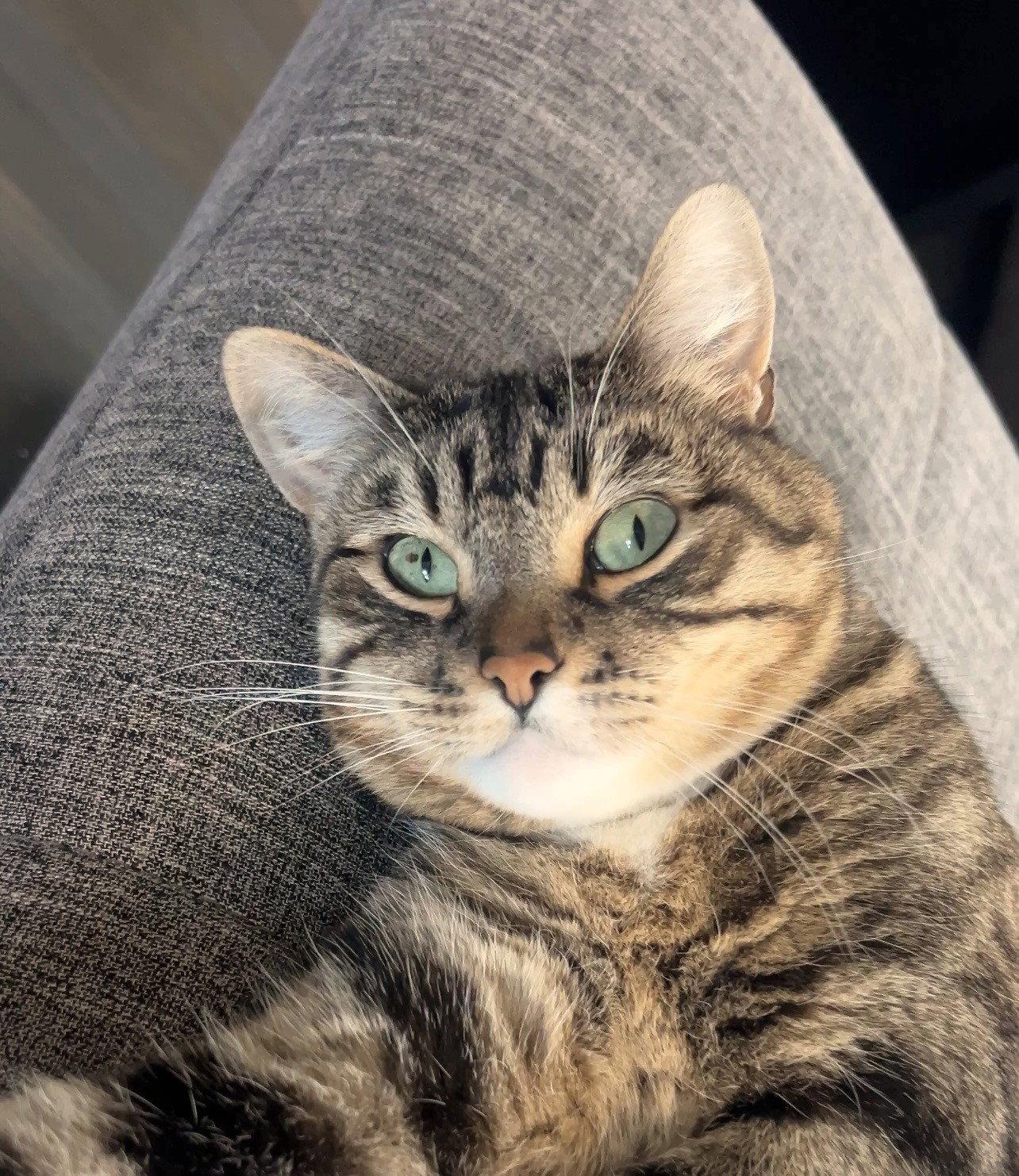 Millie, a Adoptable Domestic Short Hair in Oakland, CA image 3/3
