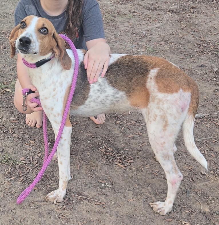 Enlarge Darla, a Adoptable Coonhound in Lexington, MA image 2/4