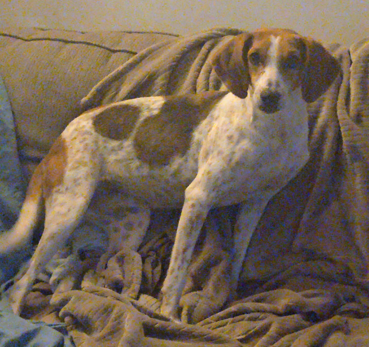 Enlarge Darla, a Adoptable Coonhound in Lexington, MA image 4/4
