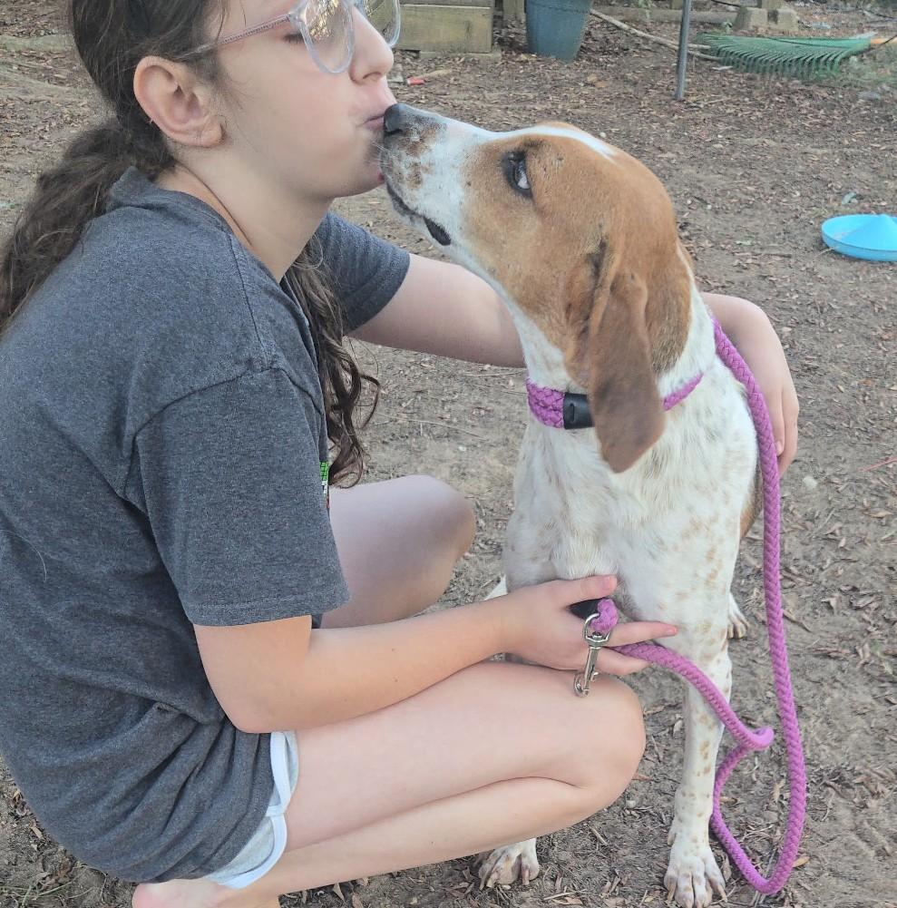 Enlarge Darla, a Adoptable Coonhound in Lexington, MA image 3/4