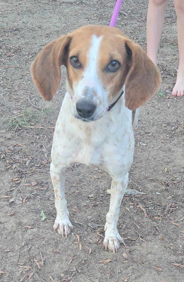 Darla, Adoptable, Young Female Coonhound.
