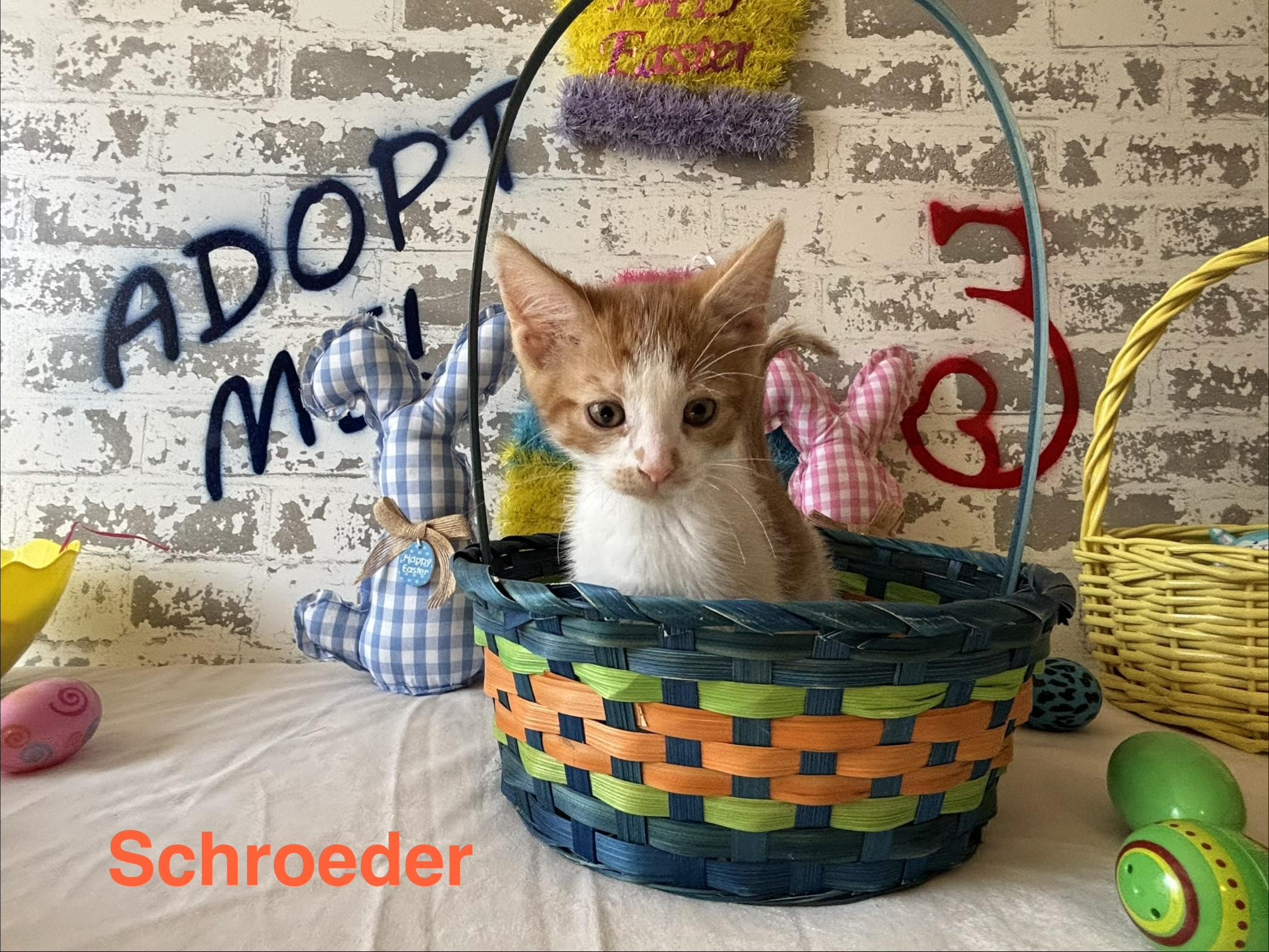 Schroeder, ADOPTABLE, Kitten Male Domestic Short Hair.