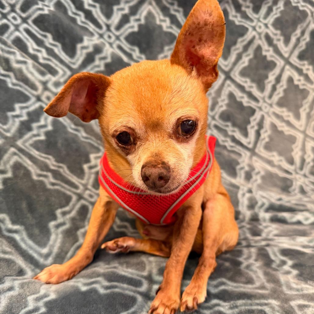 Ozark 14055, Adoptable, Senior Male Chihuahua.