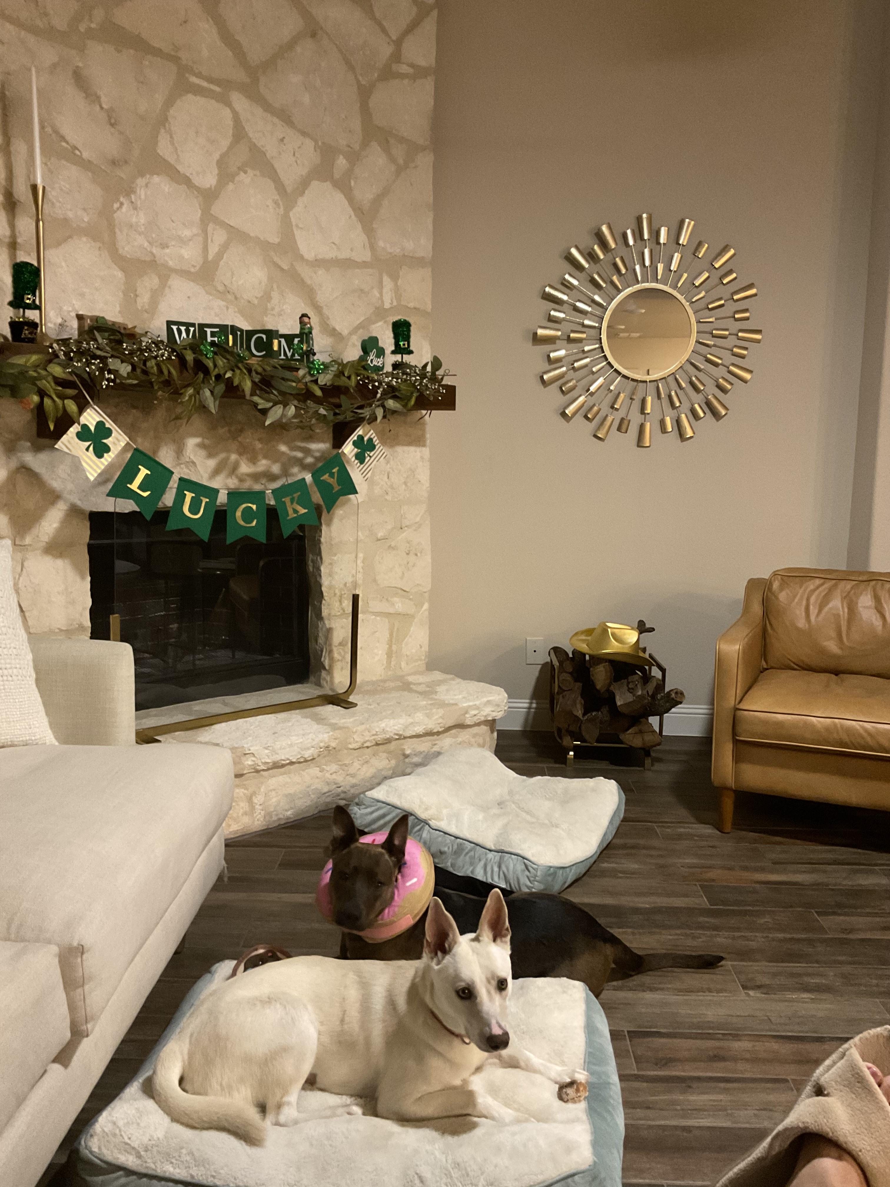 Enlarge Molly, a ADOPTABLE Mixed Breed in Athens, TX image 5/6