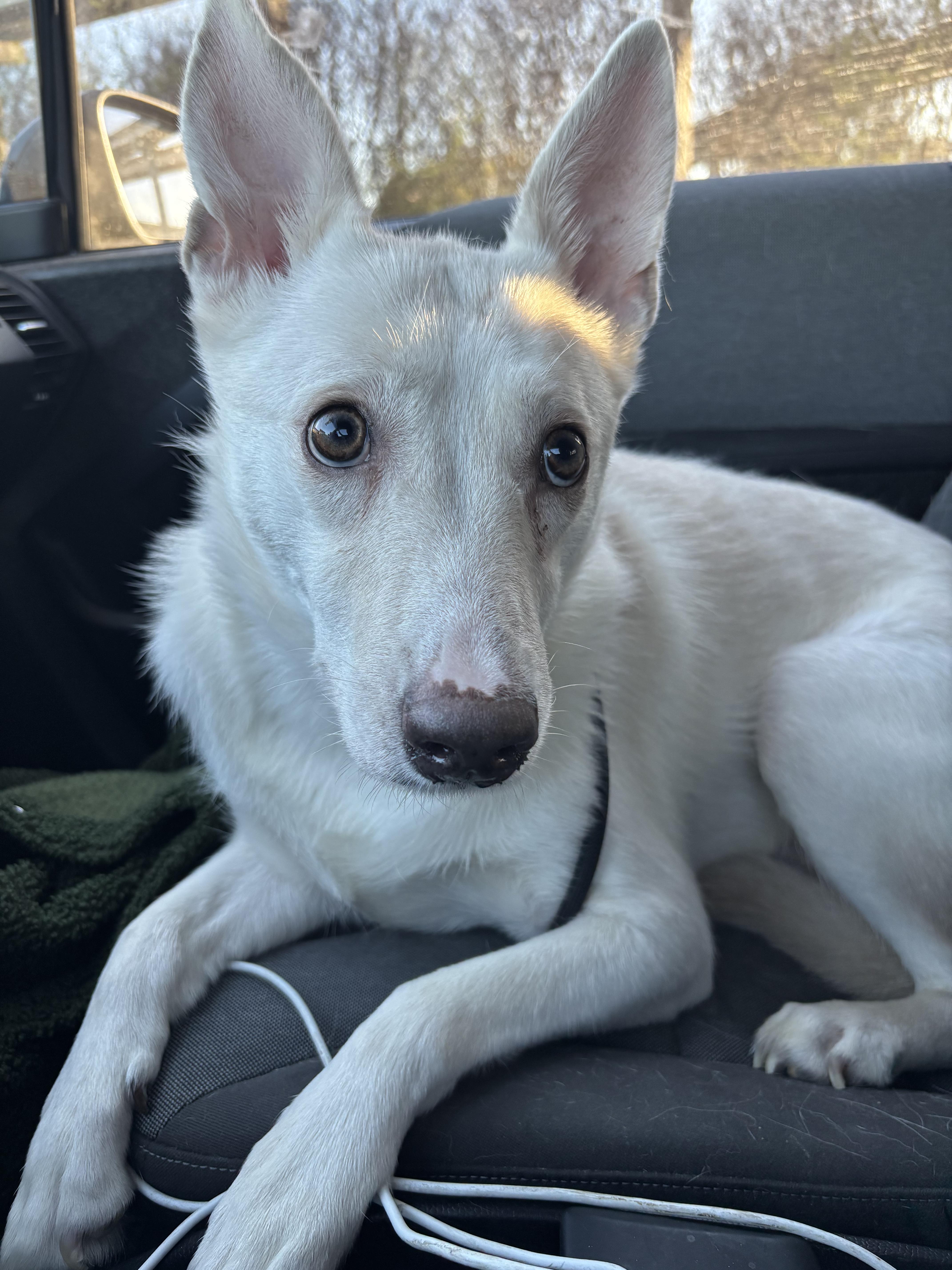Enlarge Molly, a ADOPTABLE Mixed Breed in Athens, TX image 6/6