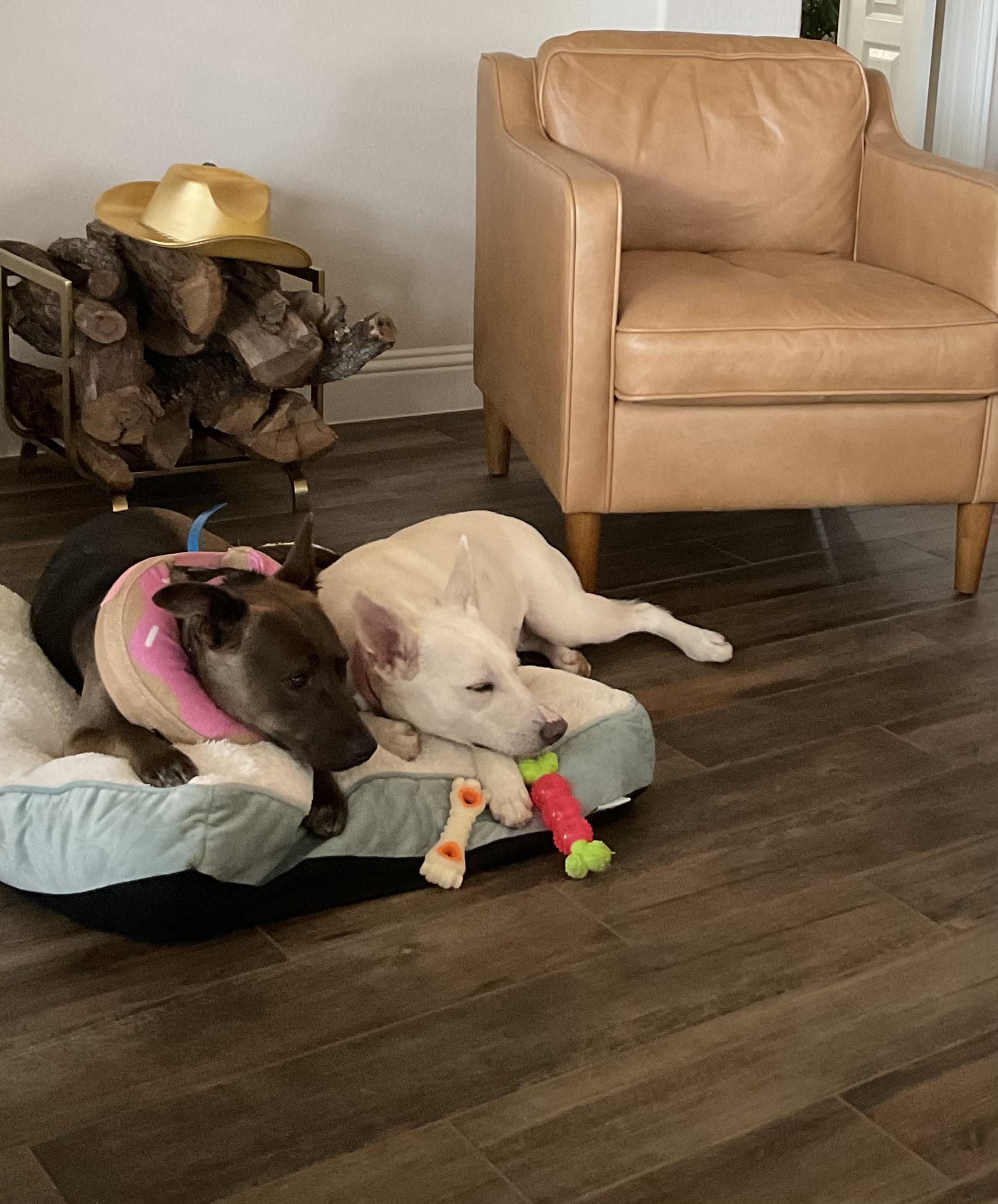 Enlarge Molly, a ADOPTABLE Mixed Breed in Athens, TX image 4/6