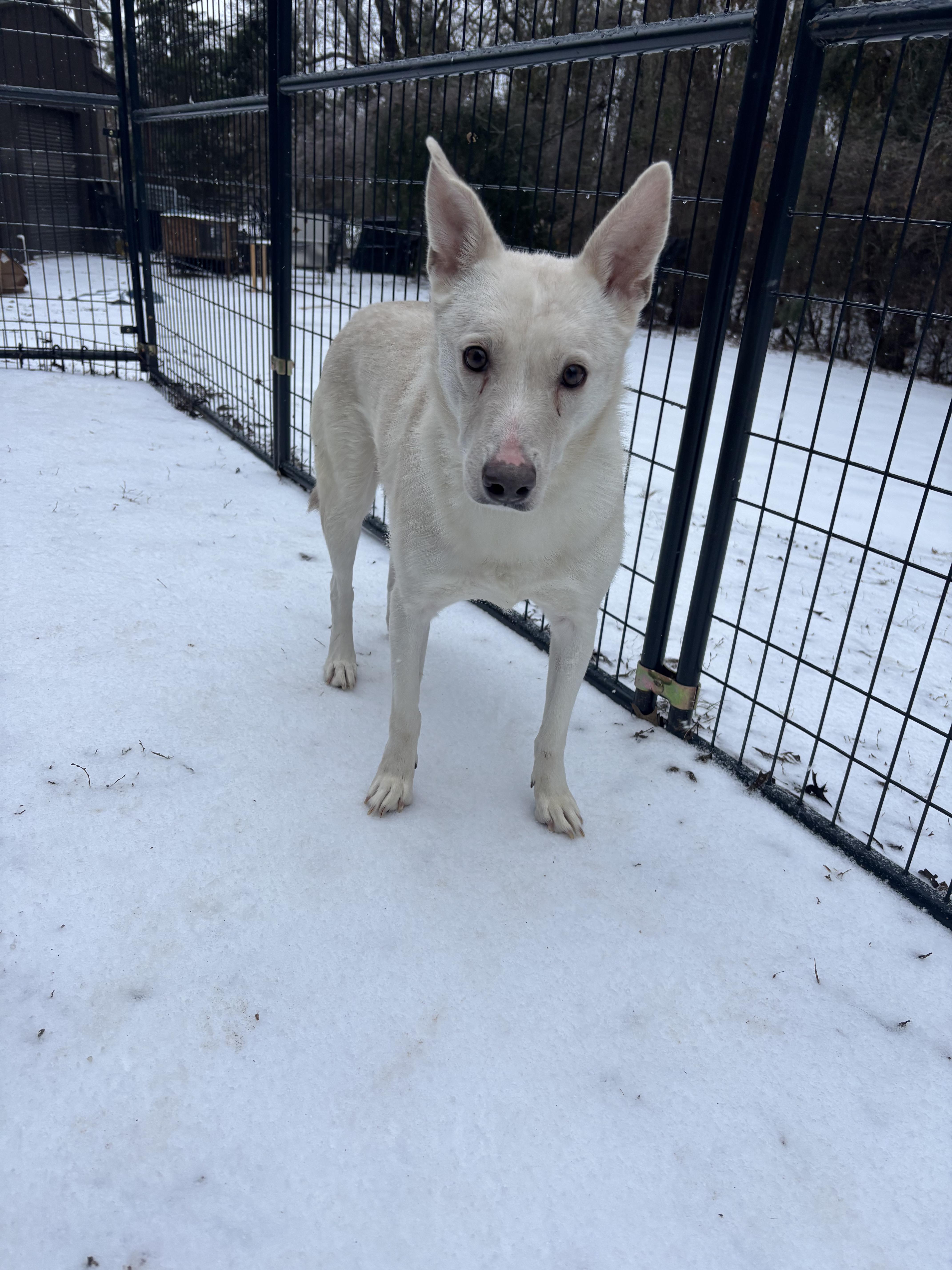 Enlarge Molly, a ADOPTABLE Mixed Breed in Athens, TX image 3/6