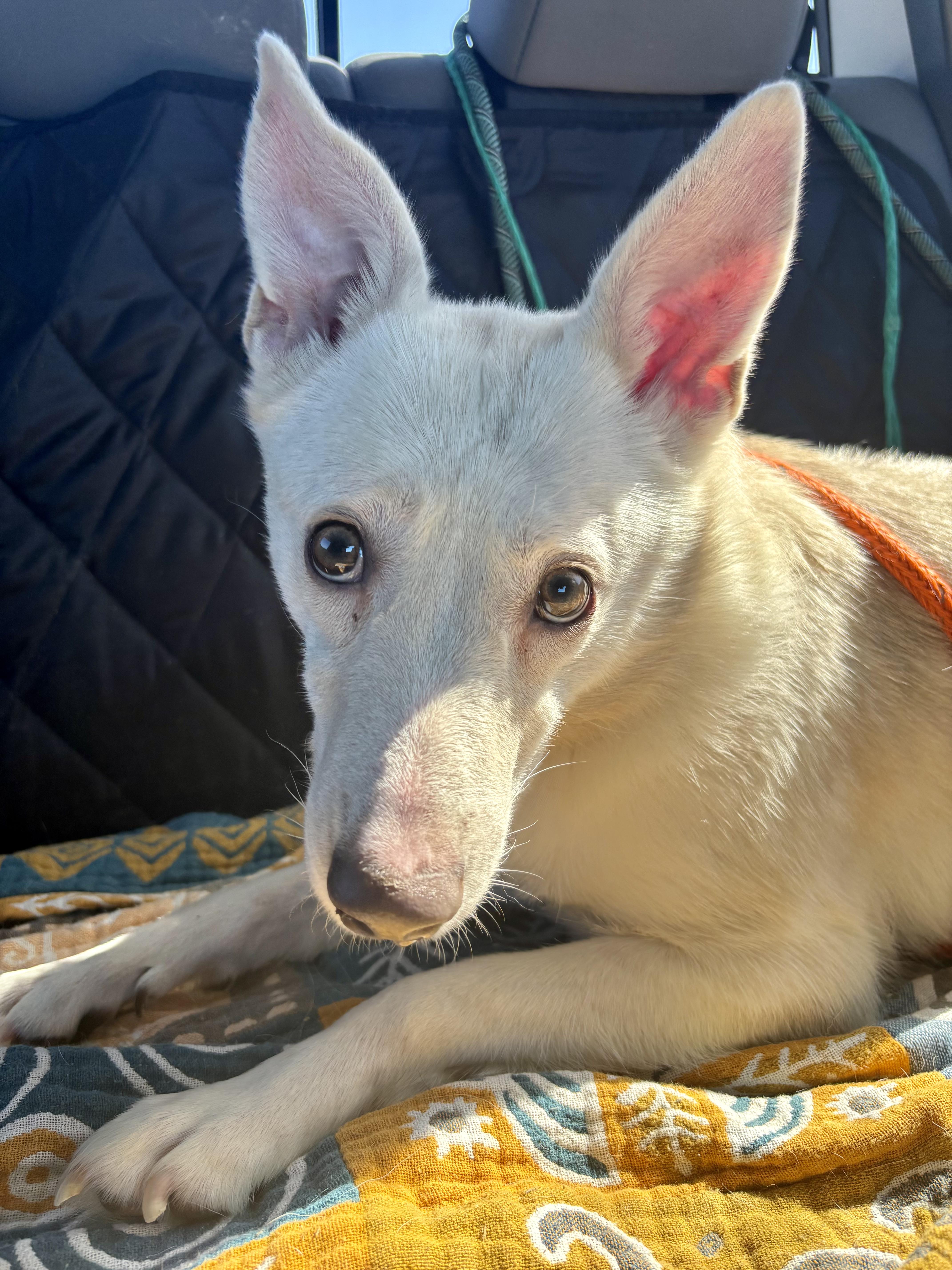 Enlarge Molly, a ADOPTABLE Mixed Breed in Athens, TX image 2/6