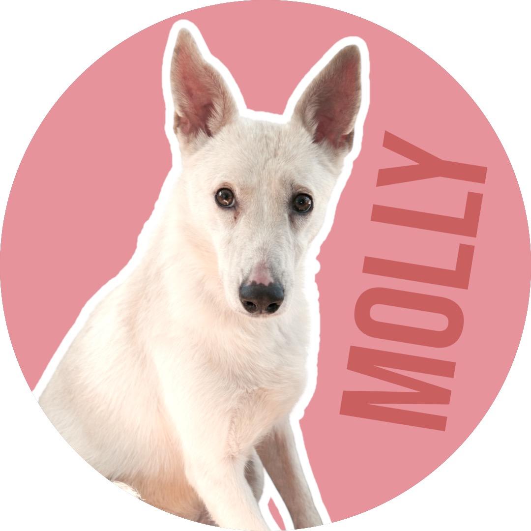 Enlarge Molly, a ADOPTABLE Mixed Breed in Athens, TX image 1/6