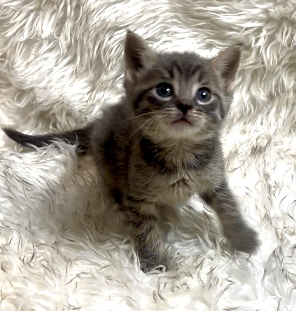 Moosetrack, Adoptable, Kitten Male Domestic Short Hair.