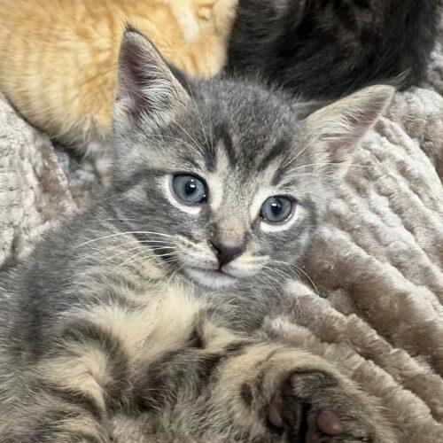 Moosetrack, a Adoptable Domestic Short Hair in Vienna, ON image 2/6