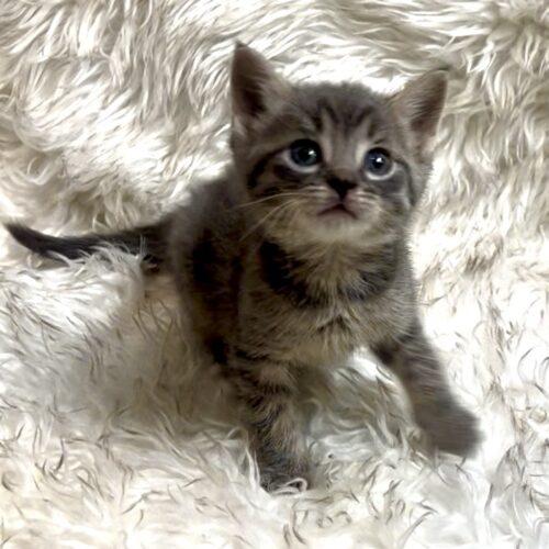 Moosetrack, a Adoptable Domestic Short Hair in Vienna, ON image 3/6